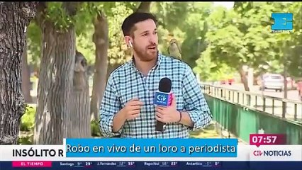 Robo en vivo de un loro a periodista
