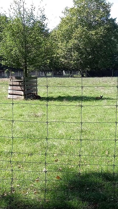 Parc du château de Vizille   Musée de la Révolution française Domaine de Vizille #vizille #châteaudevizille #parc #france #2022 (9)