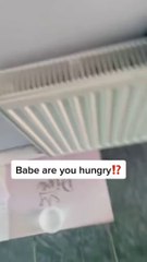 Funny animals videos,Why Cats make the Best Pets