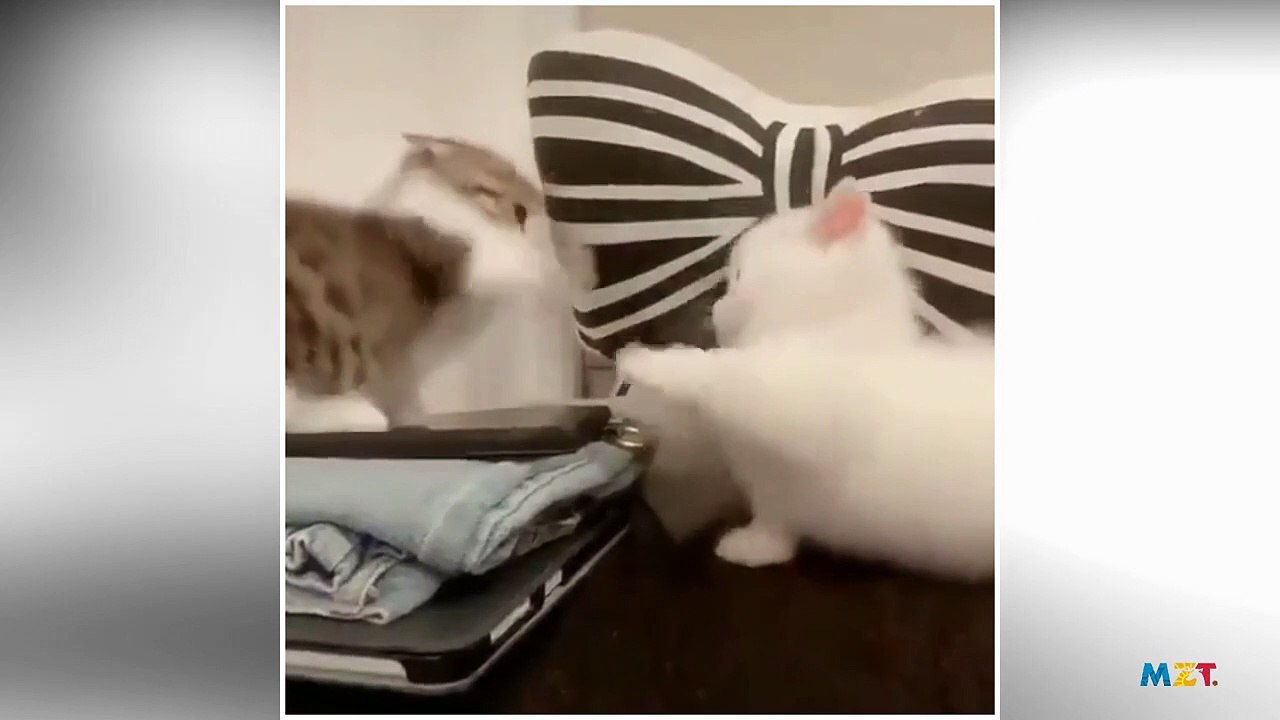 cute fight