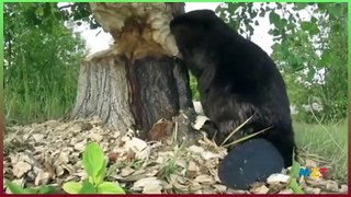Fascinating - A beaver hard at work-
