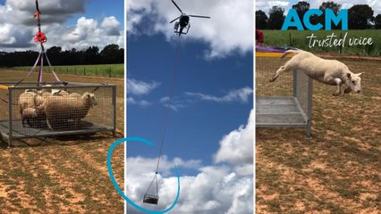 Thousands of sheep have been evacuated from flood-affected Forbes, NSW