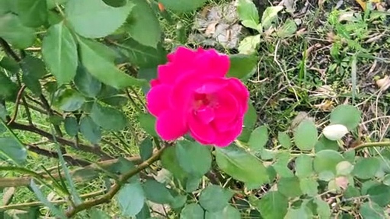 Nature's Photography | Wonderful Photography| Natural Beauty #trending #featured #viral