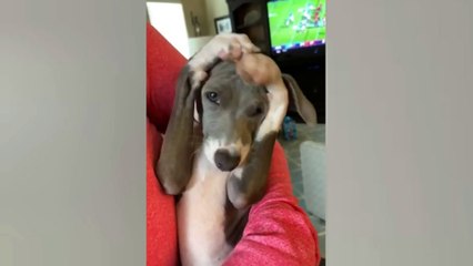 funny animal videos - funny dogs and cats - try not to laugh at animals Part2