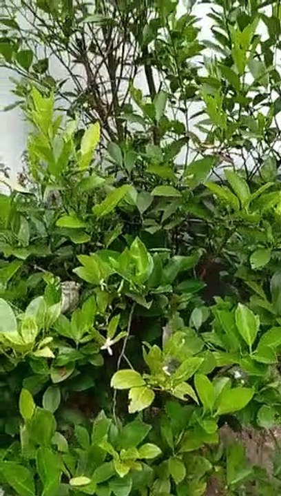 Tanaman apa ini?