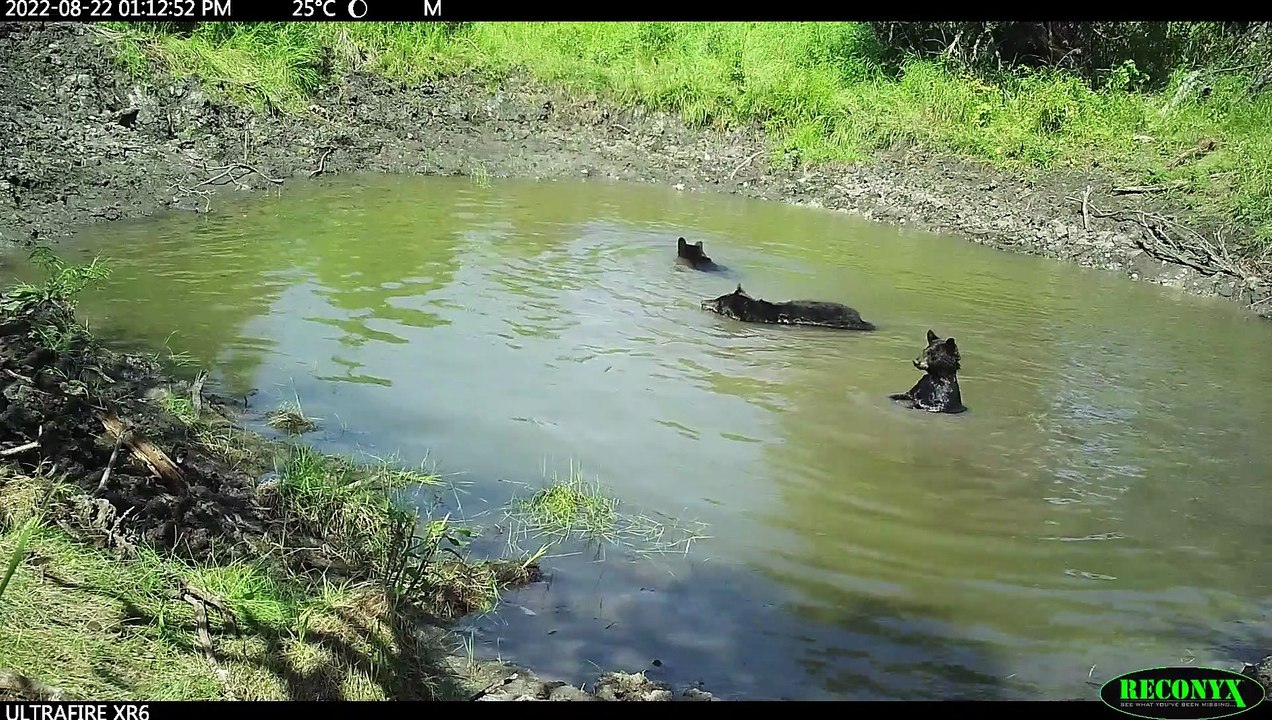Bear Family Enjoys Splashing and Playing Around...