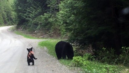 A Momma Bear and Her Baby