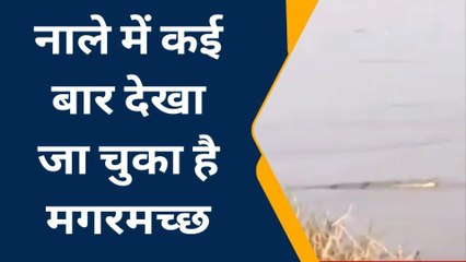 बलरामपुर: नाले में दिखा मगरमच्छ, क्षेत्र में मचा हड़कंप