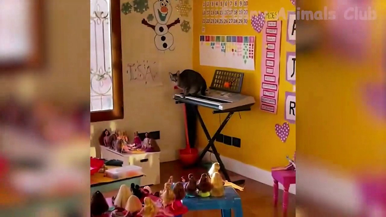 Too Much Funny Cat, Dog Video  2022