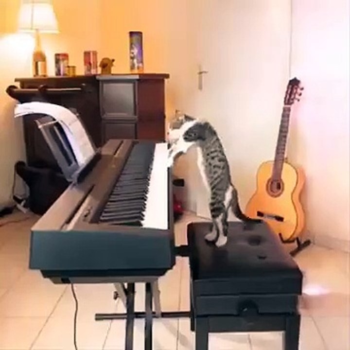 AMAZING FUNNY CATS (01)