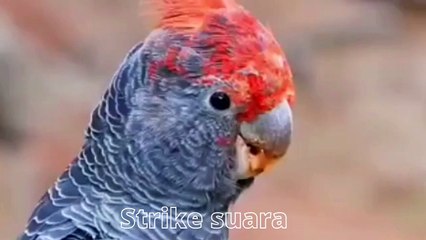 Suara burung - part3