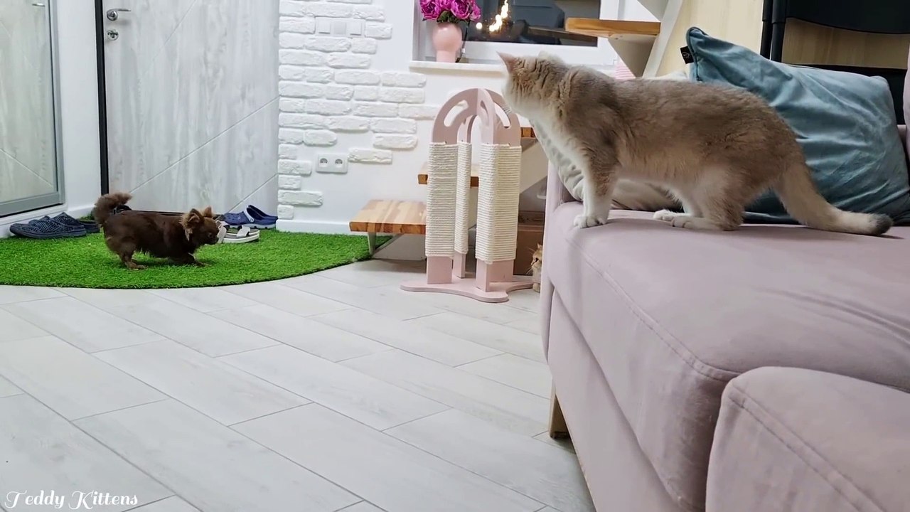 Can a Cat be Friends with a Dog- Caramel and Arnold