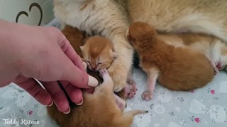 Cat Mom kneads her tiny golden pies  And purrs loudly