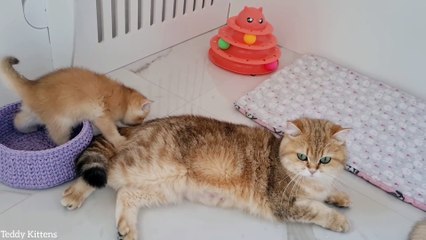 Cat Ophelia and her fidgets kittens