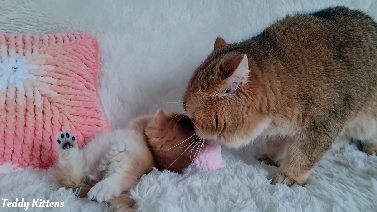 Cat William meets with grandson Solomon