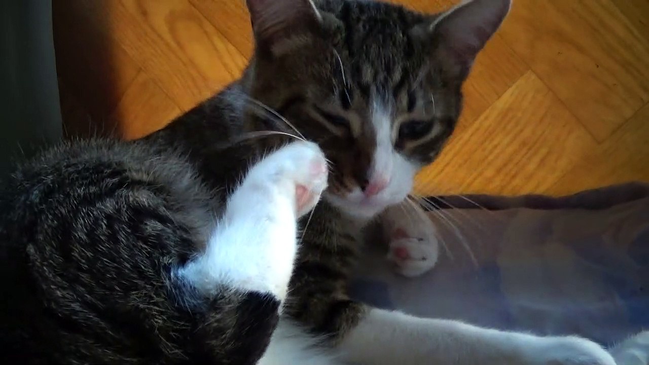 Evening Cat Grooming