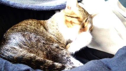 Green Eyed Kitten Looks at Me