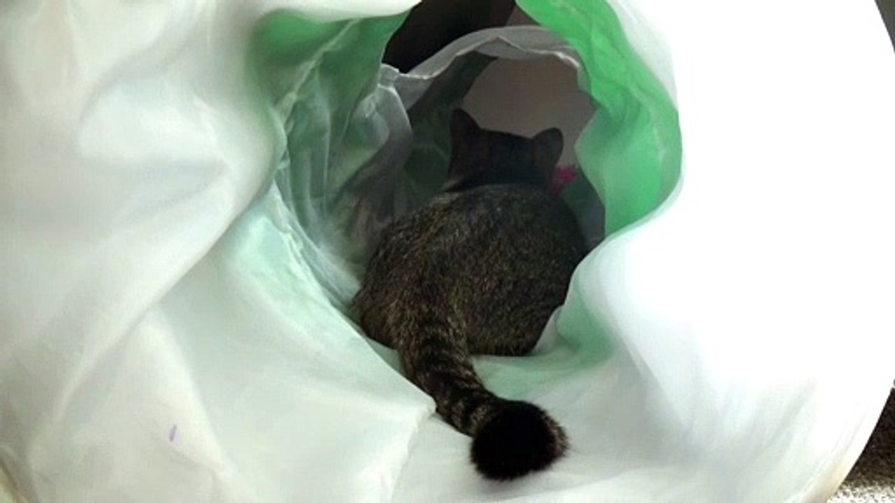 Kitten Answers with His Tail