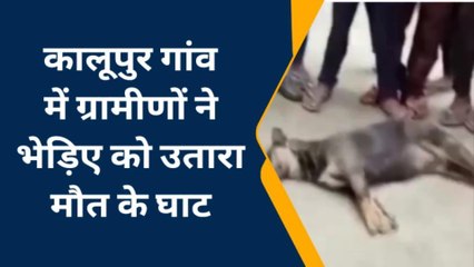 प्रयागराज : आतंक का पर्याय बने भेड़िये को ग्रामीणों ने घेराबंदी कर उतारा मौत के घाट, देखें खबर