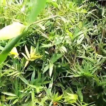 Forest honey exploitation, Exploitation du miel de forêt,, Honey, Fresh Honey, वन शहद शोषण