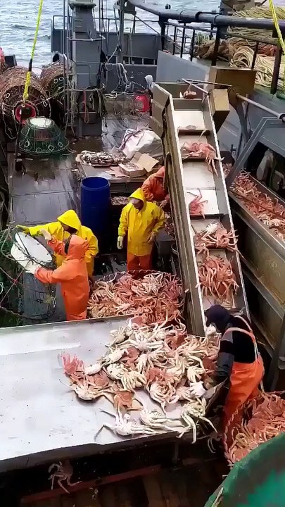 Sea Food, Fruit de mer, Close up of catching the giant crab, giant crab, catching the giant crab, Gros plan sur la capture du crabe géant, le crabe géant, la capture du crabe géant, विशाल केकड़े, विशाल केकड़े, विशाल केकड़े को पकड़ने का क्लोजअप,
