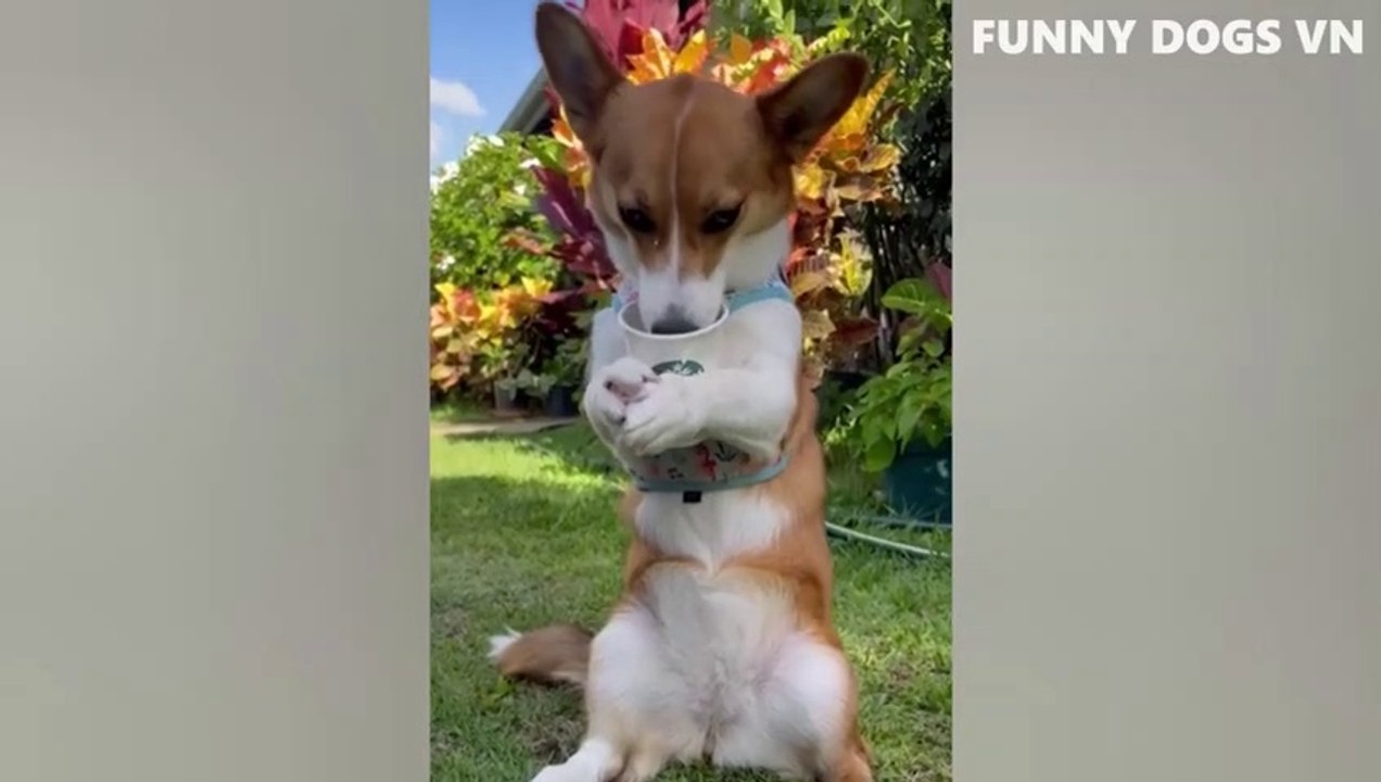 Funniest Animals Video  Dogs in Public 2022