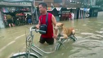 filipinas, Nalgae, cão