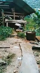 Kumpulan Video Lucu Terbaru 😂