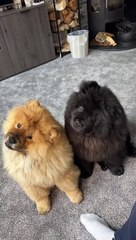 The head tilts are too cute