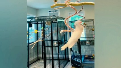 Funny interesting videos cute Animals cats and dogs