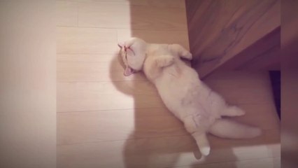 Funny interesting videos cute cats and dogs animals