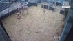 Zookeepers have been left seeing double after the birth of a baby giraffe was captured on CCTV - just six weeks after his brother