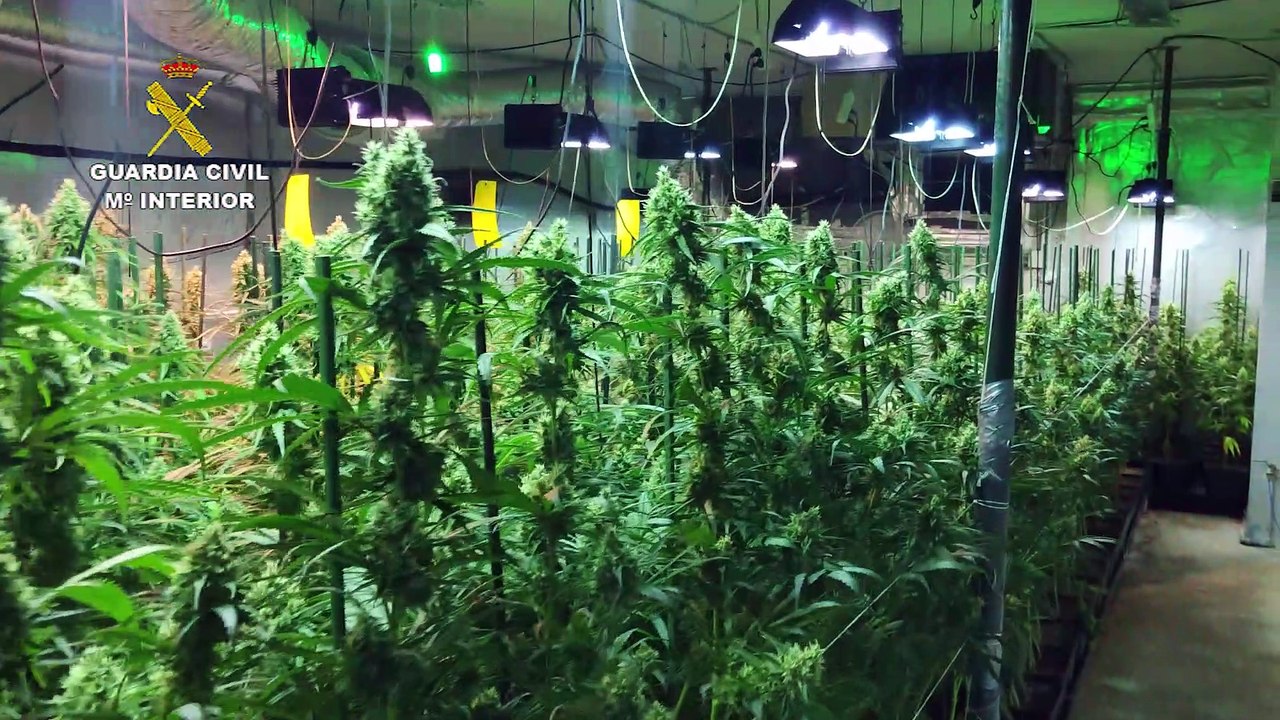 La Guardia Civil encuentra 1.300 plantas de marihuana en dos viviendas de El Casar (Guadalajara)