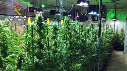 La Guardia Civil encuentra 1.300 plantas de marihuana en dos viviendas de El Casar (Guadalajara)