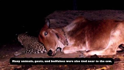 மாட்டை தாயாக நினைத்து வாழும் சிறுத்தை… சிறு வயதில் பால் குடுத்ததால் நடக்கும் அதிசயம்…