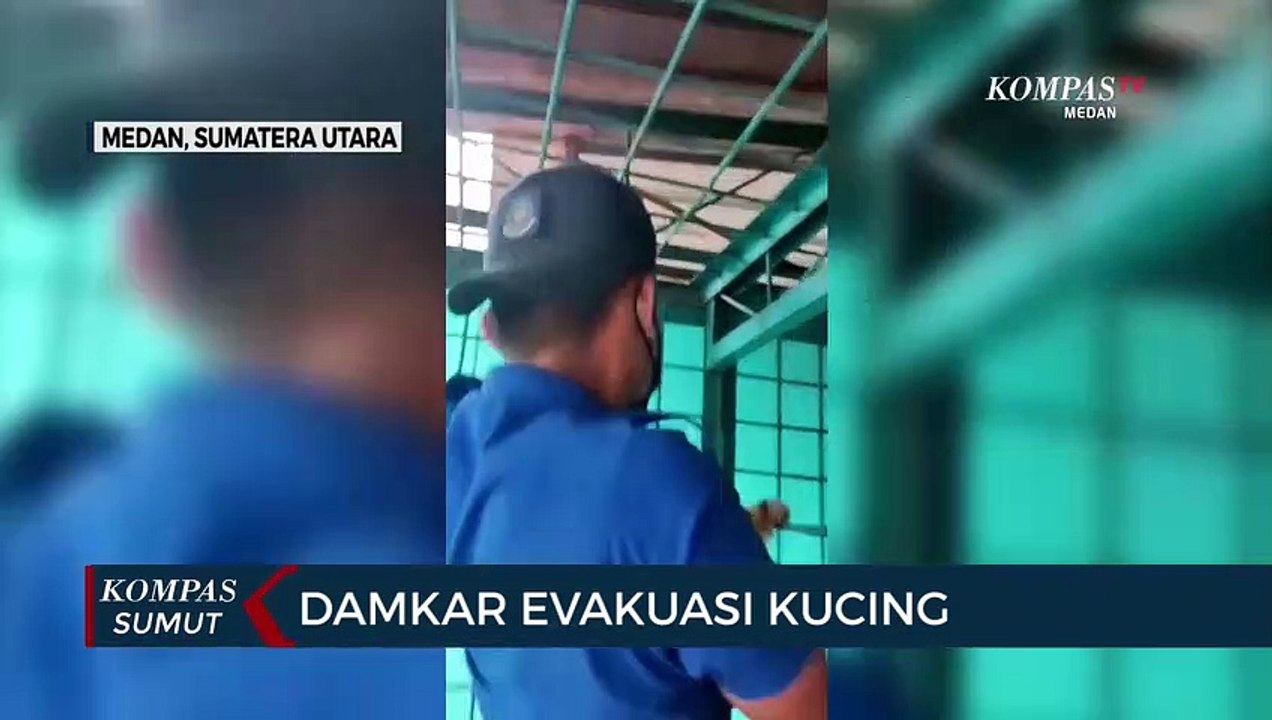 Detik-detik Petugas Pemadam Kebakaran Evakuasi Kucing yang Terjebak di Terali Besi