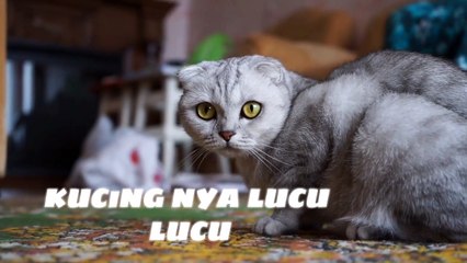 kucing nya lucu lucu