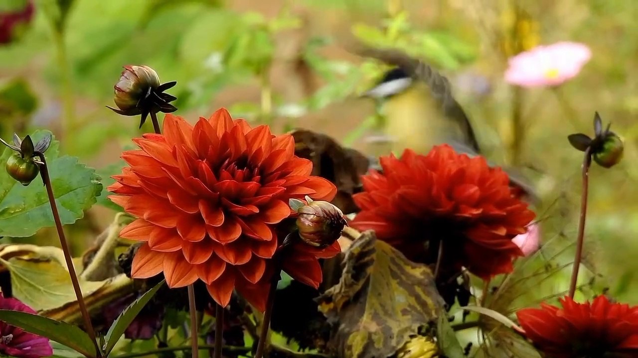 Relaxing Music,Soothing Relaxation,Meditation Music,Yoga music and therapi Music