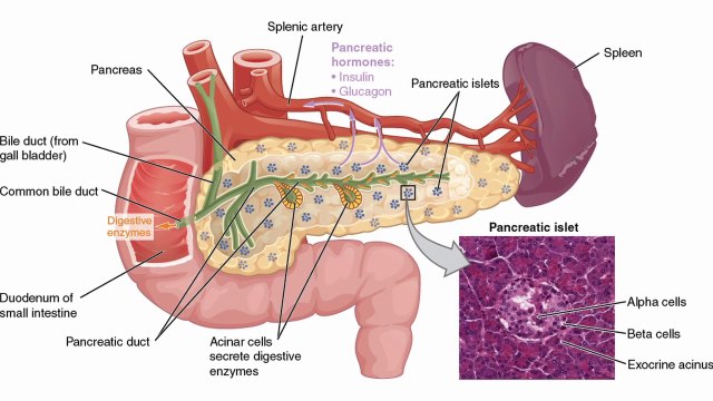L’autotrapianto per gli interventi sul pancreas