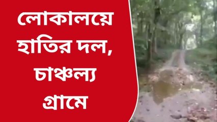 জঙ্গল থেকে সোজা লোকালয়ে! আতঙ্কিতে হুড়োহুড়ি শহর জুড়ে