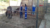 Kesime götürülen üç at üç eşek son anda kurtarıldı