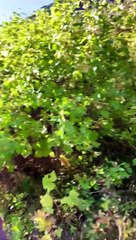 Close Bear Encounter in Glacier National Park