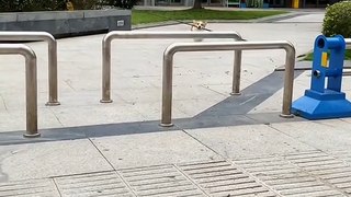 Cute dog|funnies video
