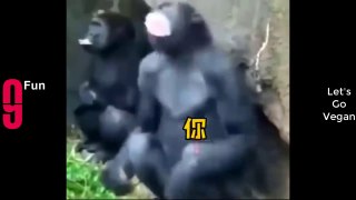 TRY NOT TO LAUGH  Best Funny Videos Compilation