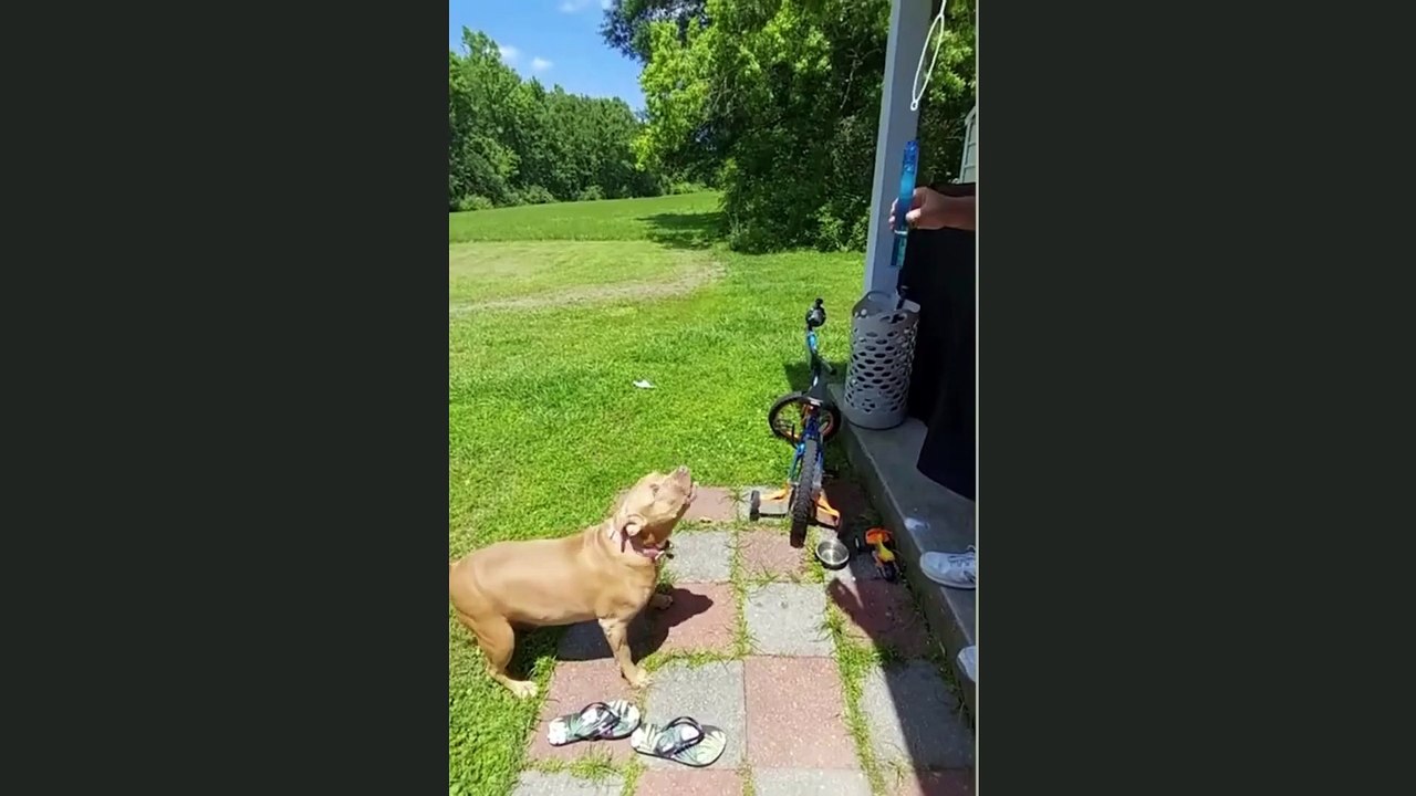 Funniest animal video
