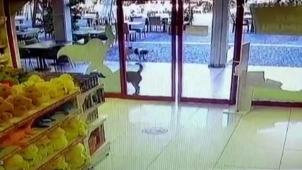 Görenleri gülümseten hırsızlık... AVM'ye giren üç köpek peluş oyuncağı böyle çaldı