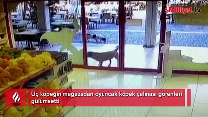 Üç köpeğin mağazadan oyuncak köpek çalması görenleri gülümsetti