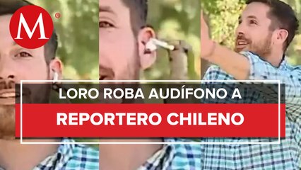 ¡Insólito robo! Loro quita audífono a reportero en vivo y se va volando