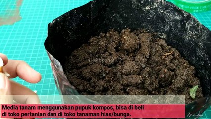 CARA MENANAM BAWANG PUTIH,100% BERHASIL.