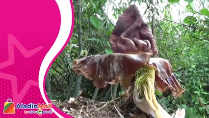 Tiga Bunga Bangkai Tumbuh di Area Kampus di Bali